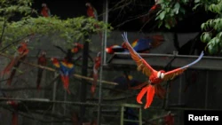 Burung-burung jenis Scarlet macaw bisa dilatih untuk terbang dan kembali ke pemilik mereka (foto: ilustrasi).